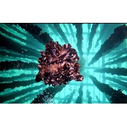 BUCEO EN BATEAS - Imagen 1
