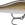 RAPALA SHADOW RAP SOLID SHAD 5 - Imagen 1